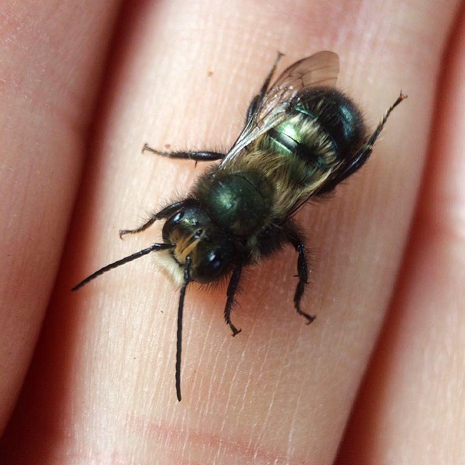 Metallic green mason bee