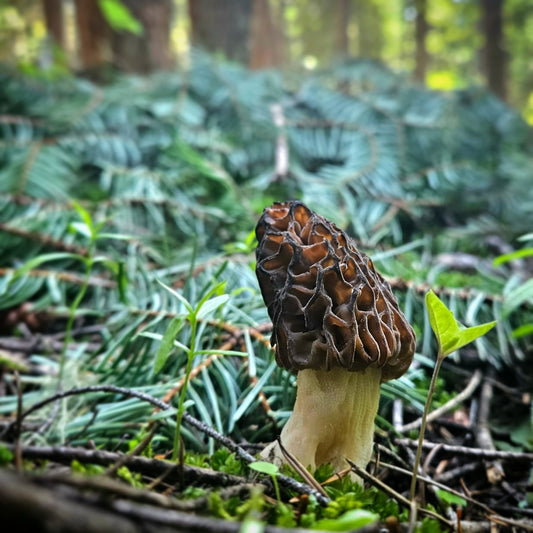 Unlocking the Secrets of Morel Mushroom Foraging