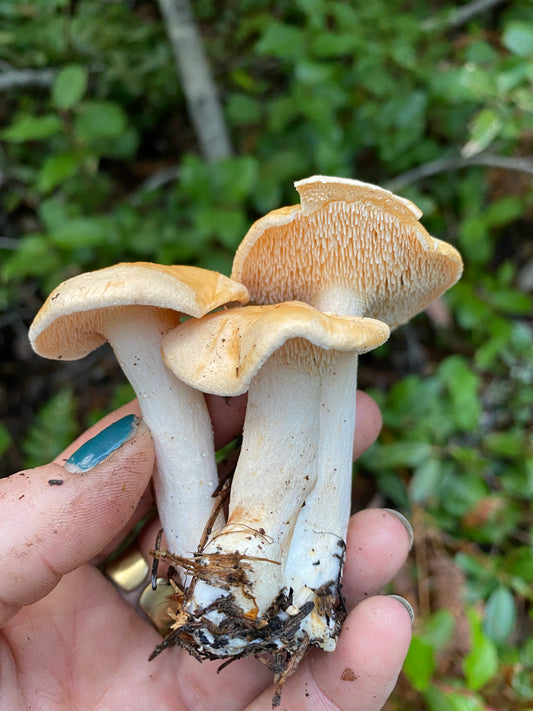 Identifying Hedgehog Mushrooms (Hydnum repandum)