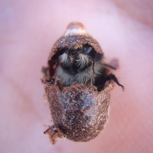 Harvesting your mason bee cocoons