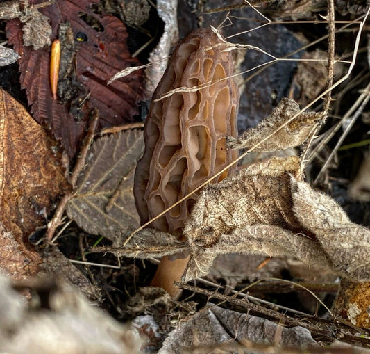 Spring means the return of the elusive morels!