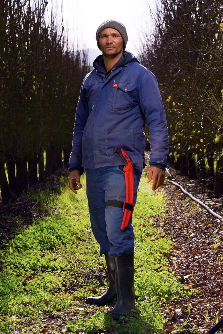 Felco Folding Saw (F 600) - Classic Tree Pruning Saw with Pull-Stroke Action, Red