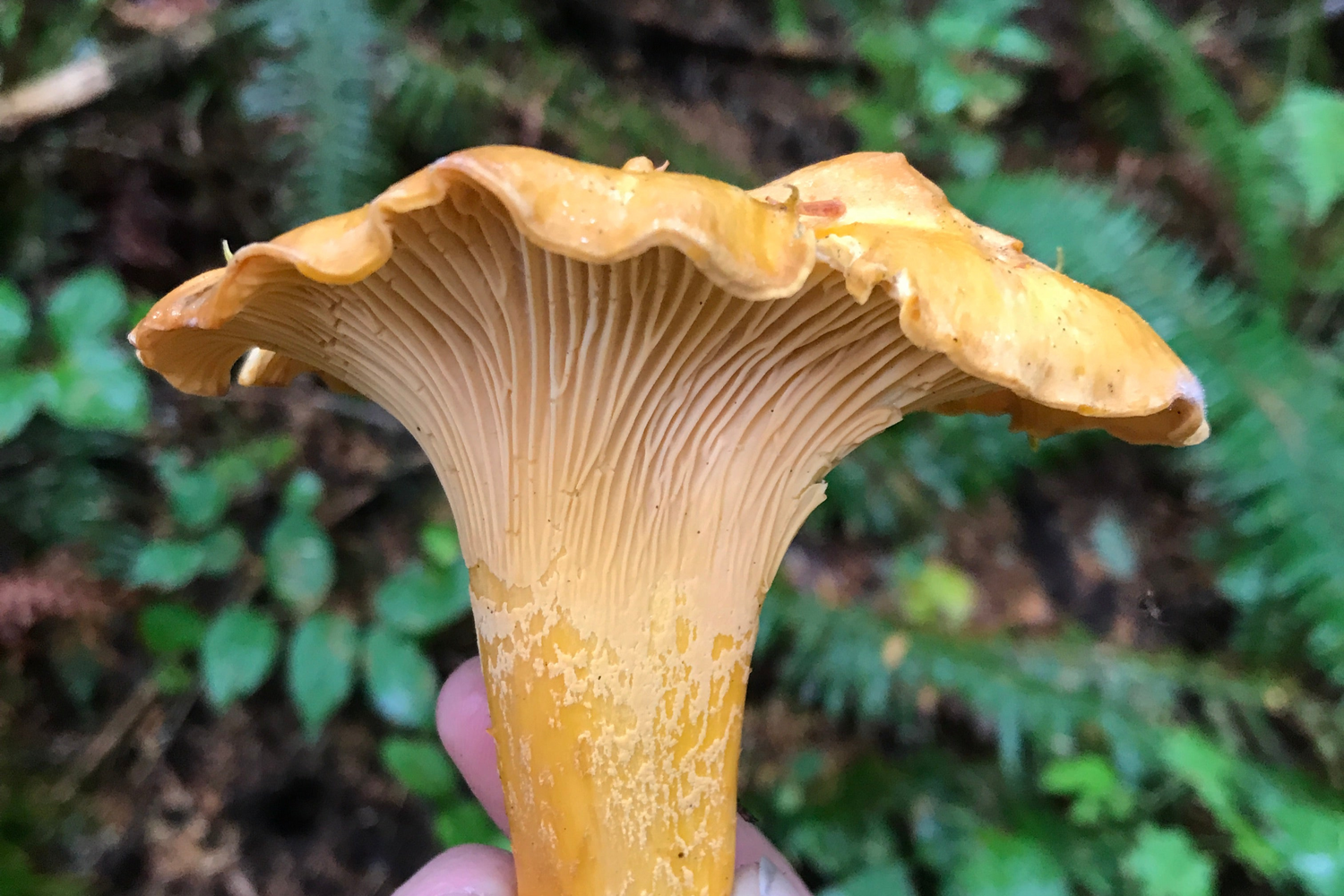 golden chanterelle