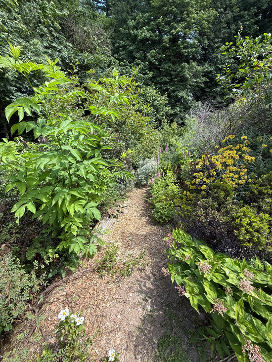 A narrow dirt garden path winding through dense green foliage and plants, with some yellow flowers and small white blossoms visible along the sides.